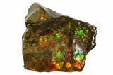 Iridescent Ammolite (Fossil Ammonite Shell) - Alberta, Canada #147428-1